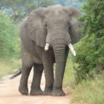 Elephant Kills Woman on Way To Work
