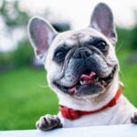 French Bulldog is Top US Dog Breed