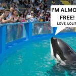 Lolita May Return Home After 50 Years in Miami