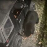 Bear Breaks Into Car, Drinks Dozens of Soda Cans!