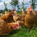 Chinese Man Scared Feuding Neighbor’s Chickens to Death