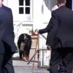 Dog Belonging to President of Ireland Barks at Biden!