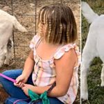 Little Girl Sues State Fair Over Slaughtering Her Goat