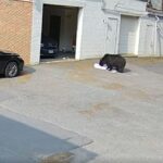 Hungry Black Bear Surprises Bakers, Steals 60 Cupcakes
