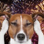 7 Ways to Keep Your Dog Safe During Fireworks