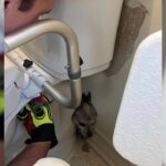 Firefighters Rescue Dog Stuck Behind Toilet