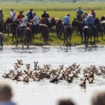 More than 200 ponies were herded across the Assateague Channel to Chincoteague Island in Virginia for the 98th annual Chincoteague Pony Swim.