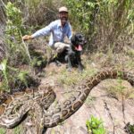 Snake Hunter Bags 16-Foot Python Loaded with 60 Eggs