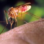NIH Introduces Vaccination Via Genetically Modified Mosquitoes