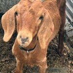 Rodeo Goat Captured After Weekslong Chase