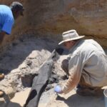 Researchers Find 500,000 Year Old Logs