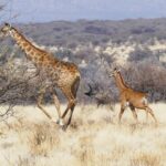 Spotless Giraffe Discovered