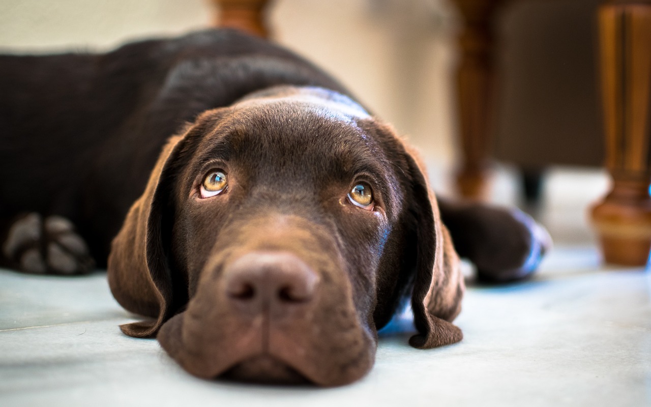 Dog Tests Positive For Meth After Neighborhood Walk, Owner Sends Warning