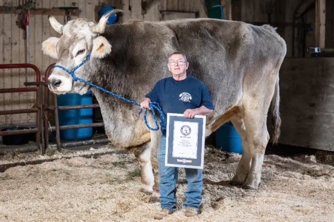 Gigantic Cow Sets Guinness Record for World’s Tallest Steer