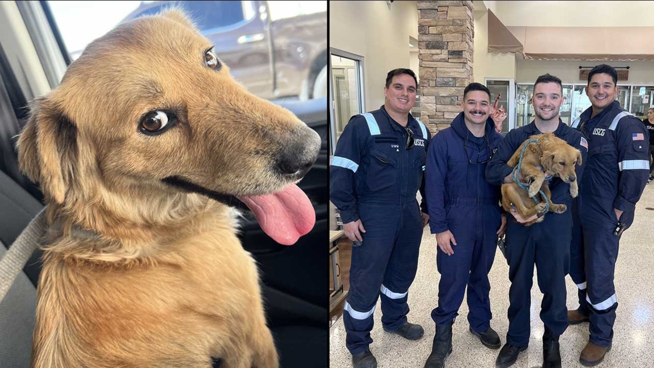 Coast Guard Surprised When Dog Appears During Routine Inspection