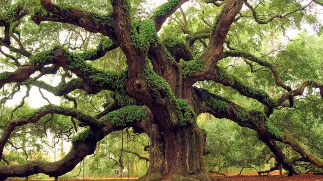 Ancient Trees Are Being Cloned