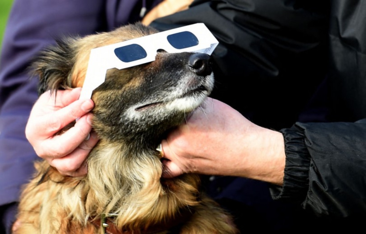 How Animals Could React During The Upcoming Solar Eclipse